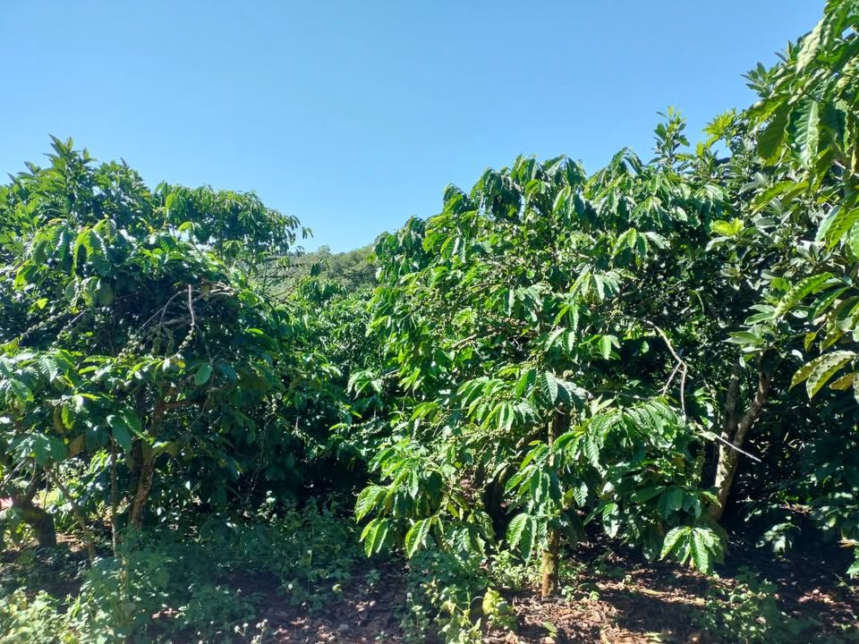 Đất nông nghiệp Tân Nghĩa, Di Linh 1.8ha giá 6.84 tỷ - Đầu tư sinh lời hấp dẫn!