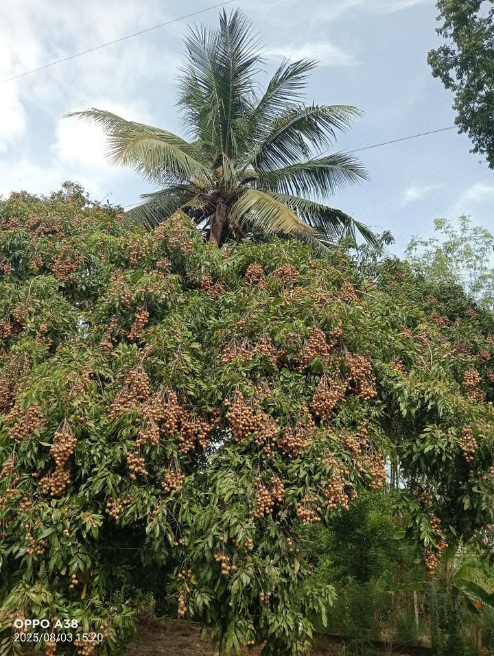 Đất nền Tam Kỳ, Quảng Nam 1000m² giá 2.4 tỷ - Đầu tư sinh lời ngay!