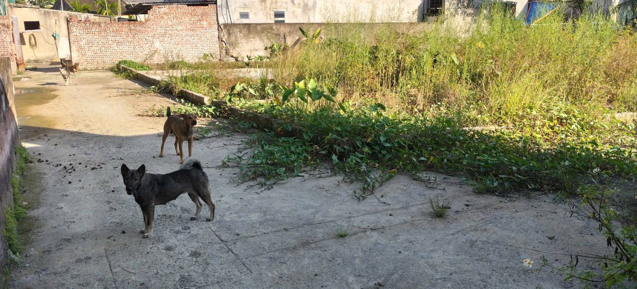 Đất nền 60m² tại Hoa Động, Thủy Nguyên giá chỉ 1.1 tỷ - Sổ đỏ chính chủ!