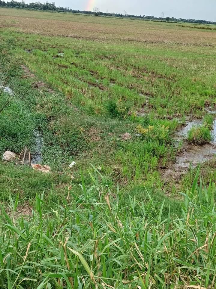 Đất nông nghiệp 60.000m² tại xã Khánh Hưng, huyện Vĩnh Hưng - Cơ hội đầu tư hấp dẫn!