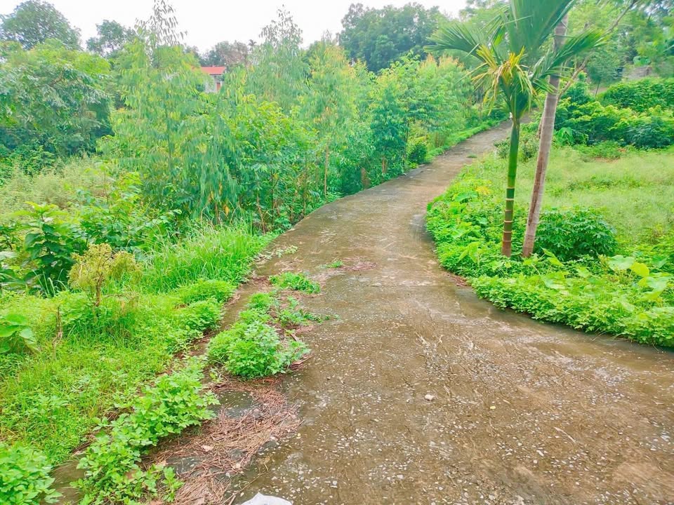 Nhà cấp 4 đẹp 2400m² tại Yên Sơn, Thanh Sơn - Giá chỉ từ 10 tỷ VND!