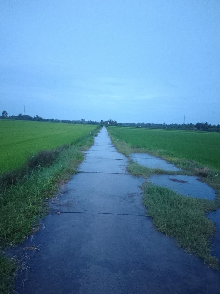 Đất ruộng mặt tiền 1598m² tại xã Trà Cú, Trà Vinh - Giá thỏa thuận hấp dẫn!