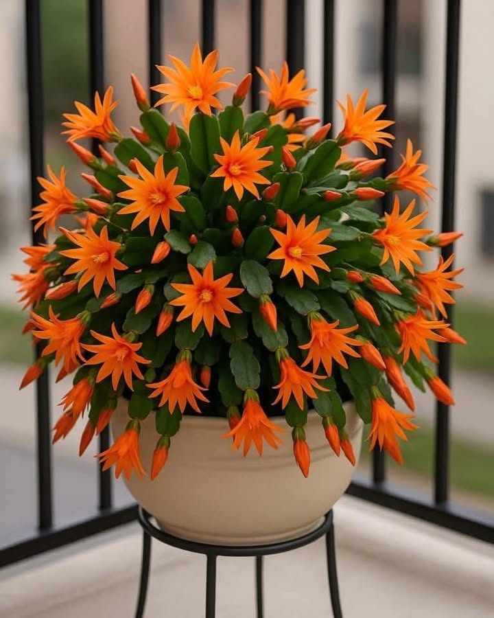 Nhà cho thuê 3 tầng lô góc tại Hồng Thái, An Dương - Giá chỉ 5 triệu/tháng!