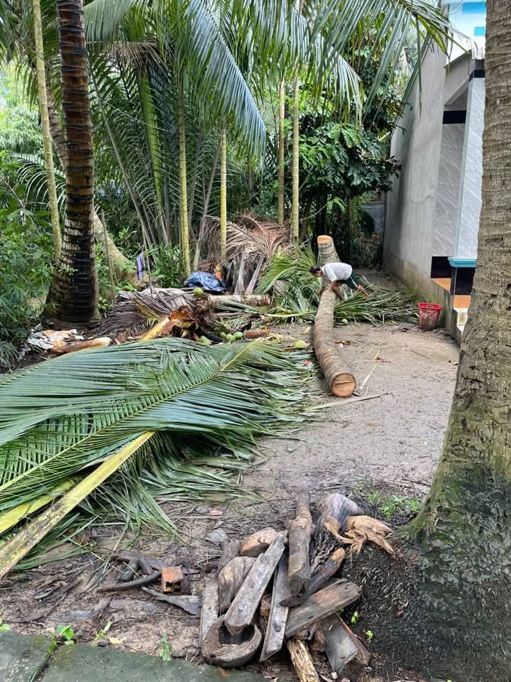 Bán đất mặt tiền đường bê tông 120m² tại Bình Phú, Trà Vinh - Giá chỉ 330 triệu!