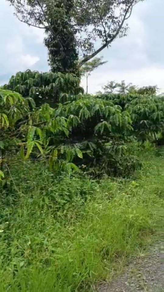 Bán đất Lộc Châu Bảo Lộc 3273m² giá 11.711 tỷ - Khu vườn tuyệt vời!