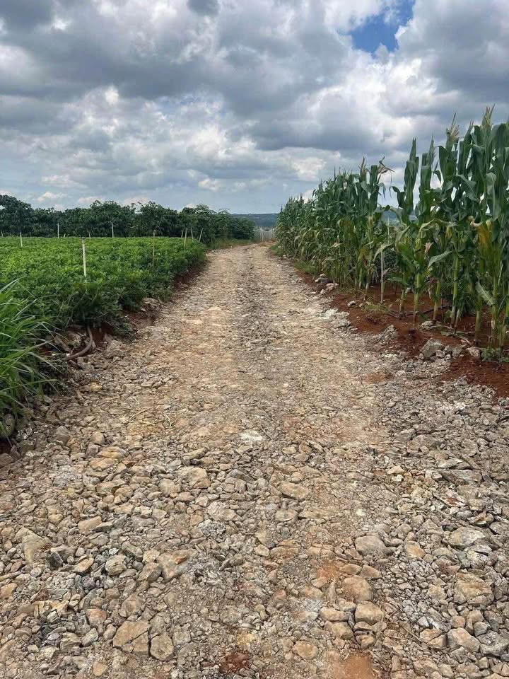 Đất thổ cư 2400m² mặt tiền 12m tại Tân Hội - Lâm Đồng, giá chỉ 1.08 tỷ!