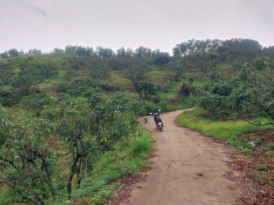 Đất vườn 2000m² tại phường Thông, Quế Võ, Bắc Ninh - Sổ đỏ chính chủ, giá chỉ 1 tỷ!