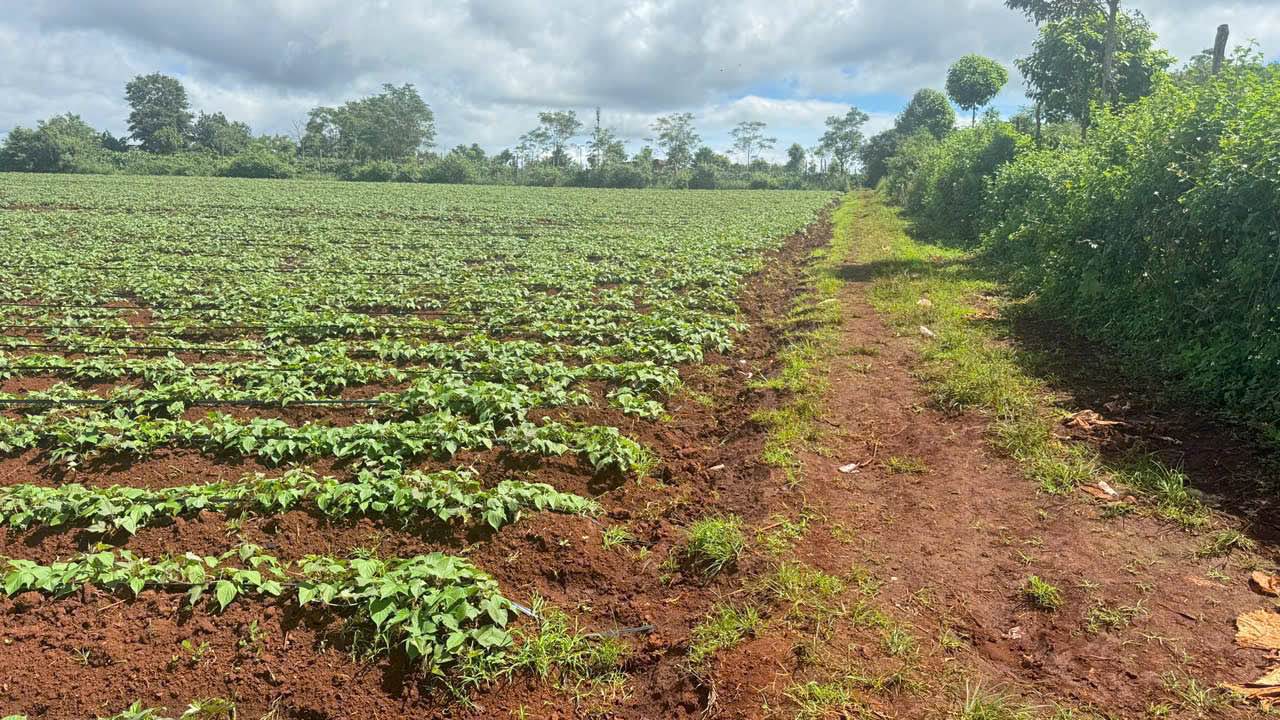 Đất nền 4,6ha xã Bờ Ngoong, Chư Sê, Gia Lai - Giá chỉ 6 tỷ VND, đầu tư sinh lời!