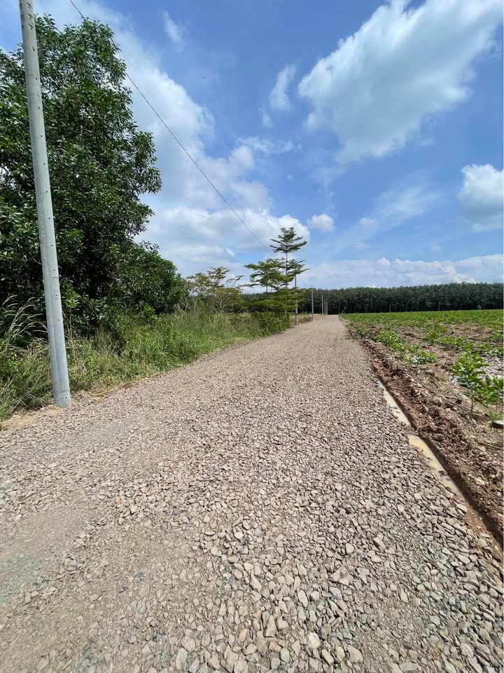 Đất nền Trảng Bom 217m² giá 1.28 tỷ - Cơ hội đầu tư lý tưởng!