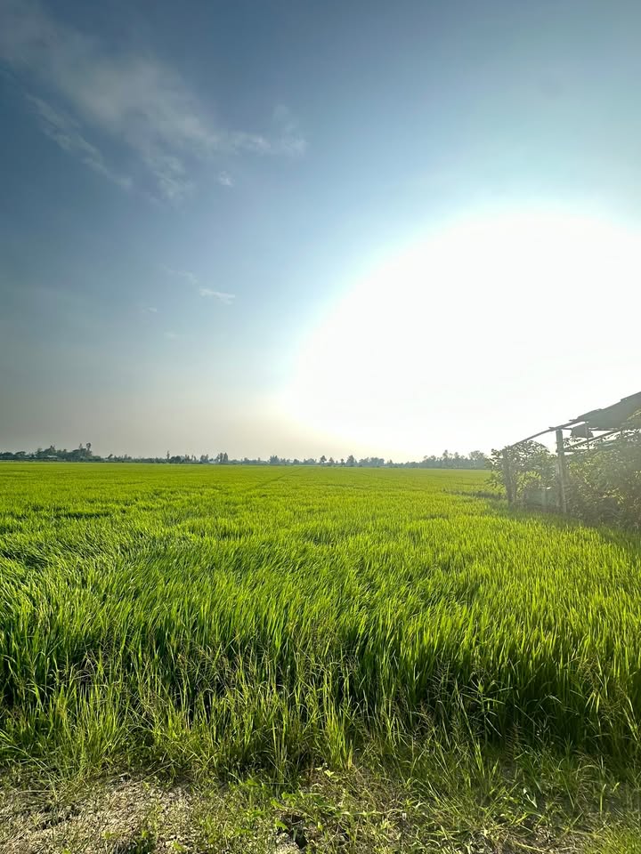 Đất nền Trường Thắng, Thới Lai 4000m² giá 700 triệu - Cơ hội đầu tư tuyệt vời!