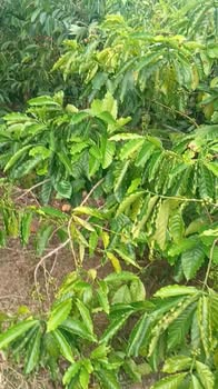 Đất Farm 7,4 sao tại Cư Ni, Đắk Lắk - Đất thổ cư, giá thỏa thuận!