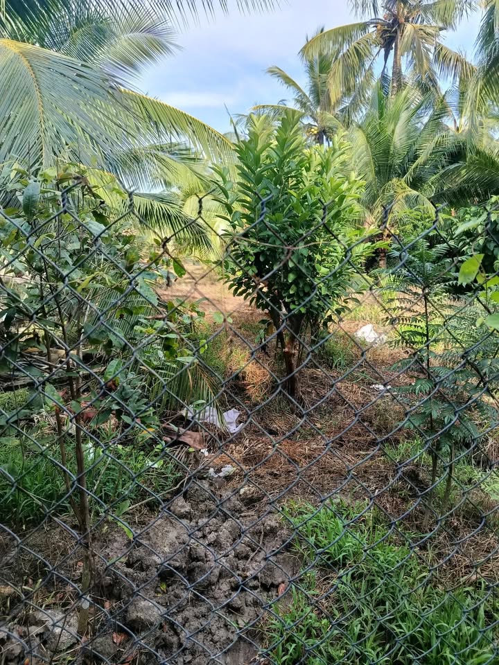 Đất vườn dừa tại xã Lương Hòa, Bến Tre 6000m² giá 2.7 tỷ - Đầu tư sinh lời hấp dẫn!