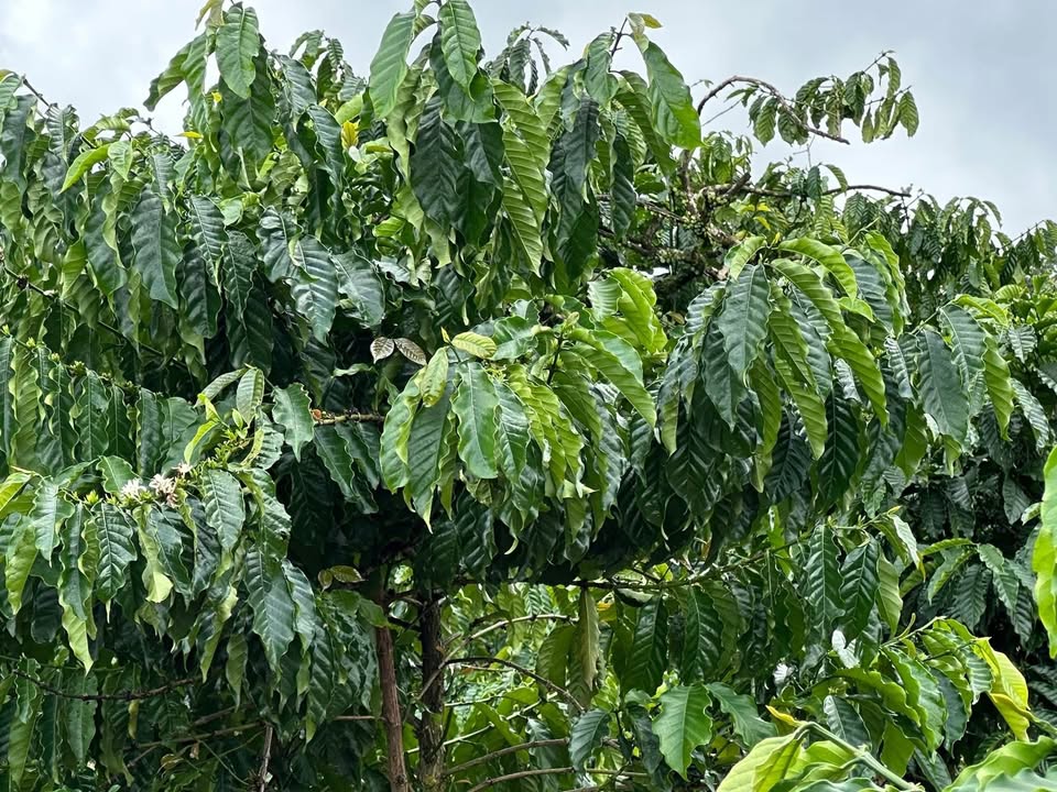 Đất nền Đắk Ru 5000m² giá chỉ 1.25 tỷ - Tiềm năng đầu tư sinh lời!