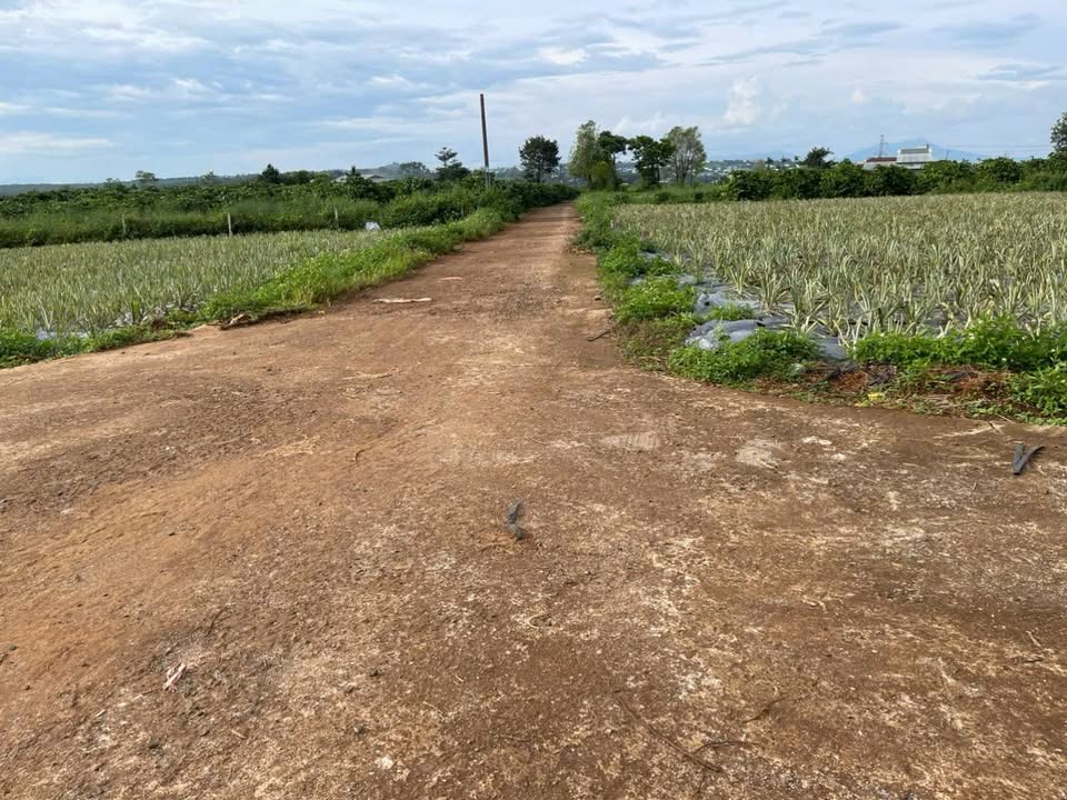 Đất nền 150m² phường Diên Hồng, Pleiku - Giá chỉ 430 triệu!