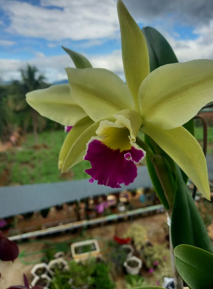 Đất nền hẻm 968 Lê Duẩn, phường An Phú, 132m² - Cơ hội đầu tư hiếm có!