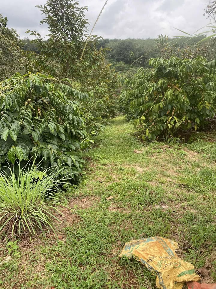 Farm 2ha sầu riêng Thọ Sơn, Bù Đăng giá 1.7 tỷ - Đất đỏ đen màu mỡ!