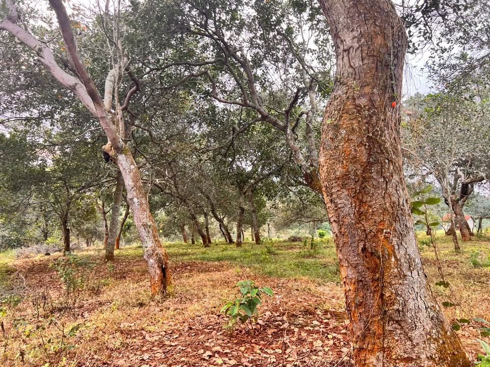 Đất nền 1.8ha Nghĩa Bình Bù Đăng giá 3.2 tỷ - Cơ hội đầu tư hấp dẫn!