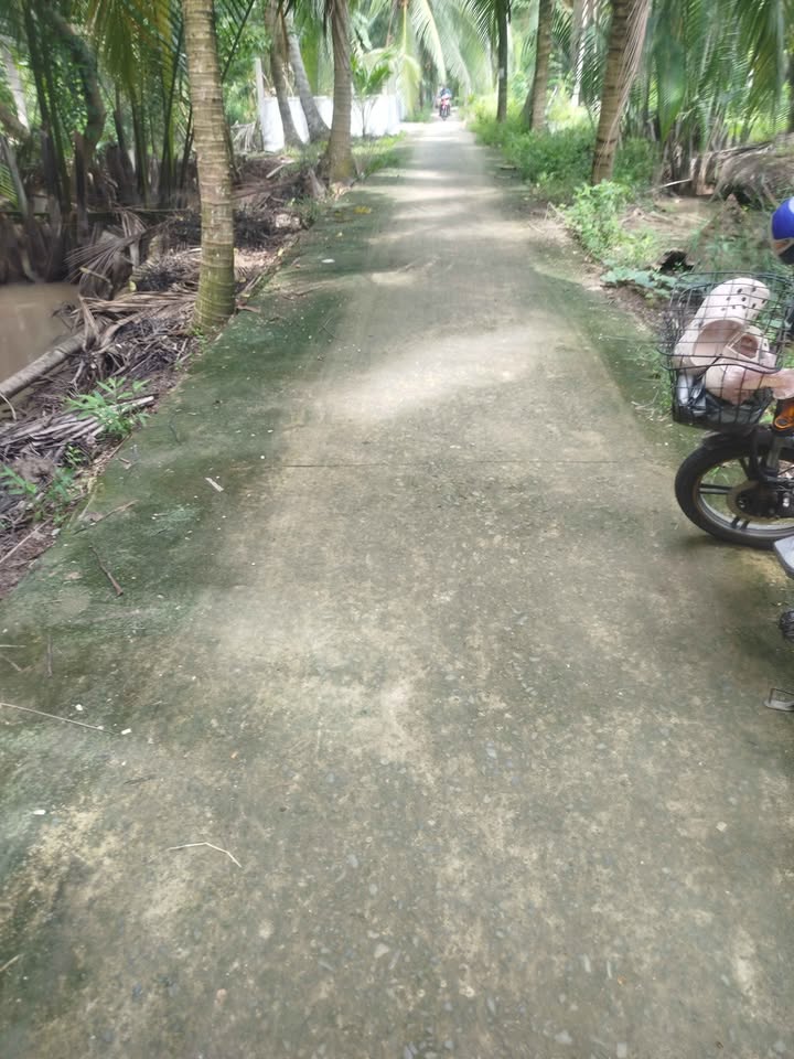 Đất vườn dừa 4300m² xã Thuận Điền, Giồng Trôm giá 370 triệu - Cơ hội đầu tư tuyệt vời!