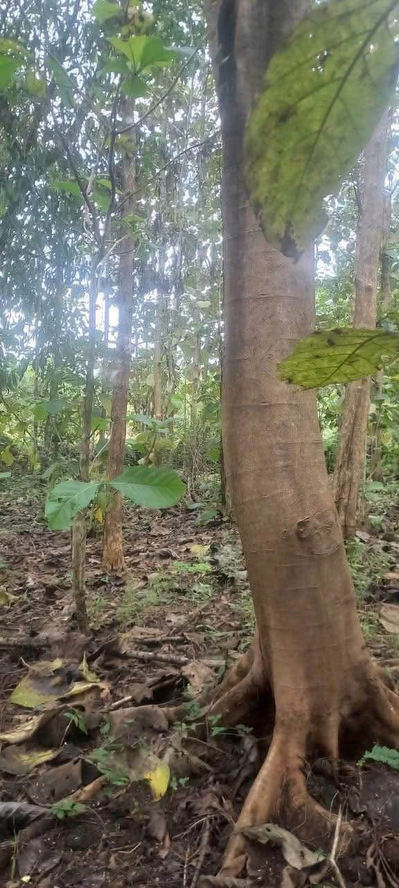 Bán gấp 8 sào đất tại Phú Vinh, Định Quán - Giá chỉ 1.06 tỷ VND