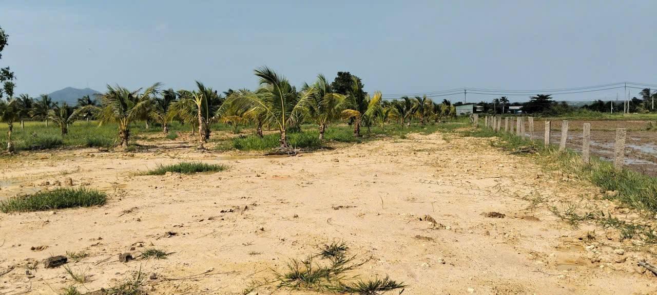 Đất Farm 5 sào tại Hàm Thắng, Bình Thuận 1.8 tỷ - Tiềm năng phát triển lớn!