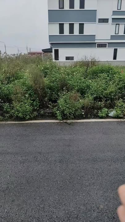 Đất nền Trực Thái 100m² giá 1.3 tỷ - Đầu tư sinh lời ngay lập tức!