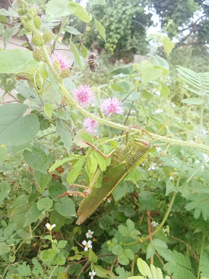 Đất nền Bảo Đài 195m² giá chỉ 5xx triệu - Cơ hội đầu tư và phát triển!