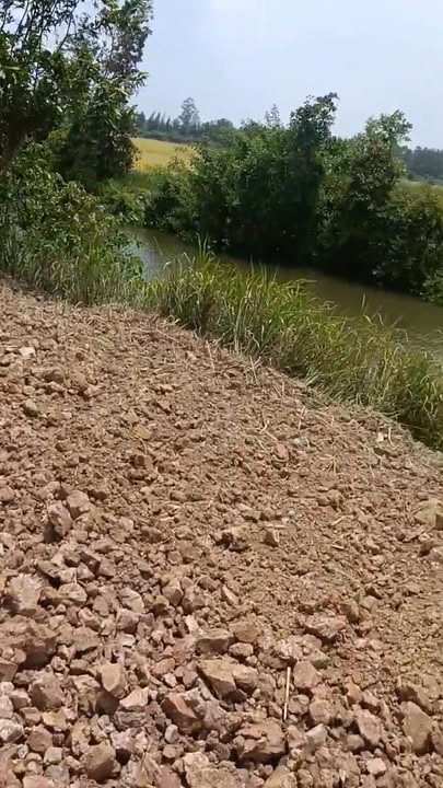 Đất nông nghiệp 5ha tại Tân Hiệp, Thạnh Hóa - Giá chỉ 5.2 tỷ, đầu tư sinh lời!