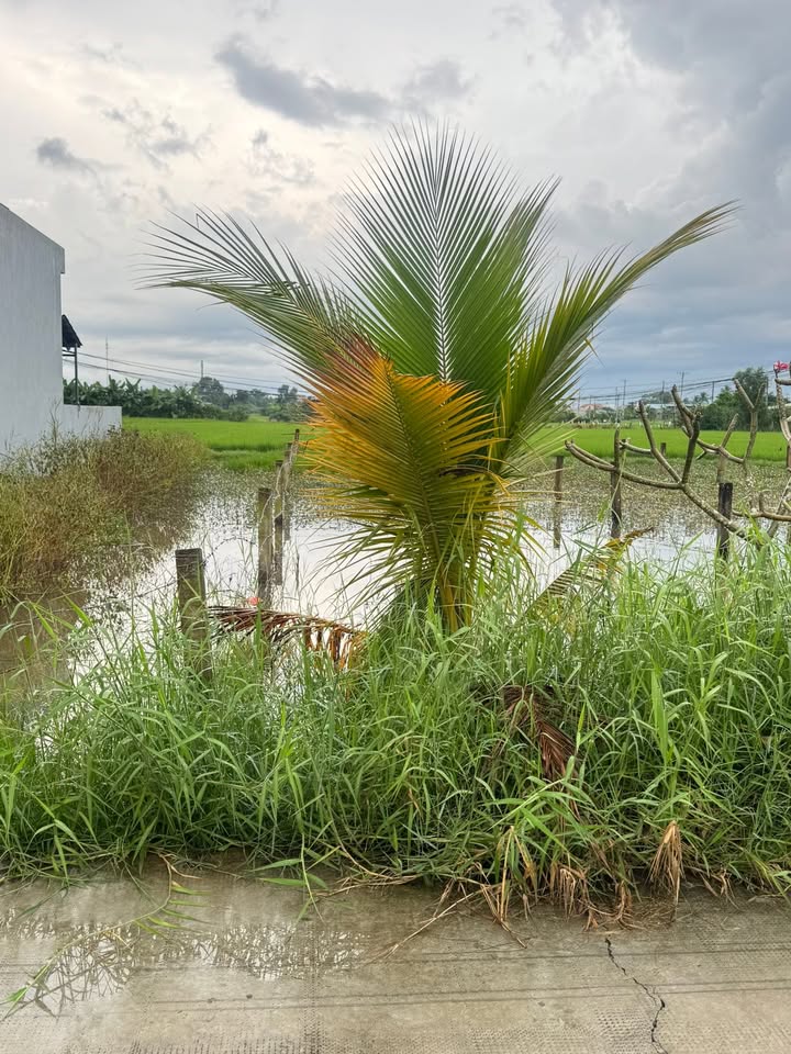 Đất nền xã Đức Tân, huyện Tân Trụ, 130m² chỉ 539 triệu - Đầu tư sinh lời ngay!