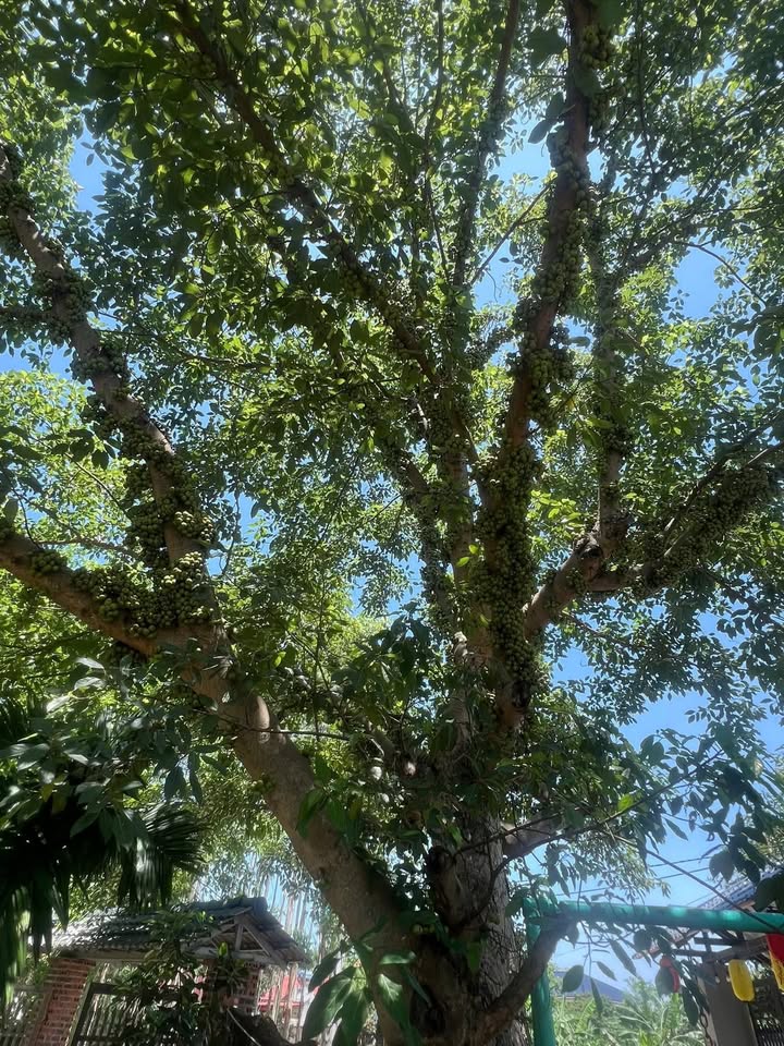 Đất Farm 5.000m² Thôn Giang, Xã Thanh Lâm, Giá 5.2 Tỷ - Cơ Hội Đầu Tư Tuyệt Vời!