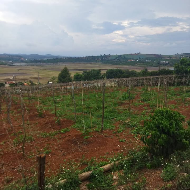 Đất nền 5.000m² tại trung tâm thị trấn Liên Nghĩa giá 3,5 tỷ - Sổ đỏ chính chủ!