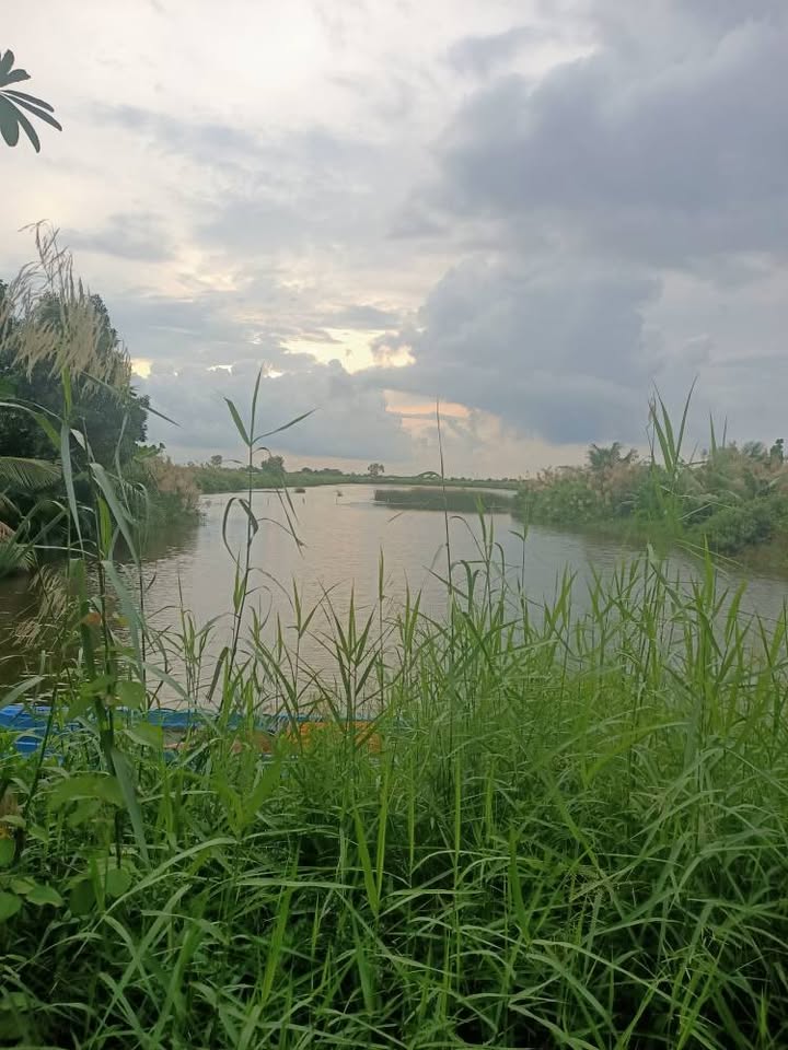 Đất vuông tôm 20.000m² xã Hồ Thị Kỷ, giá chỉ 5 tỷ - Gần cầu Bạch Ngưu!