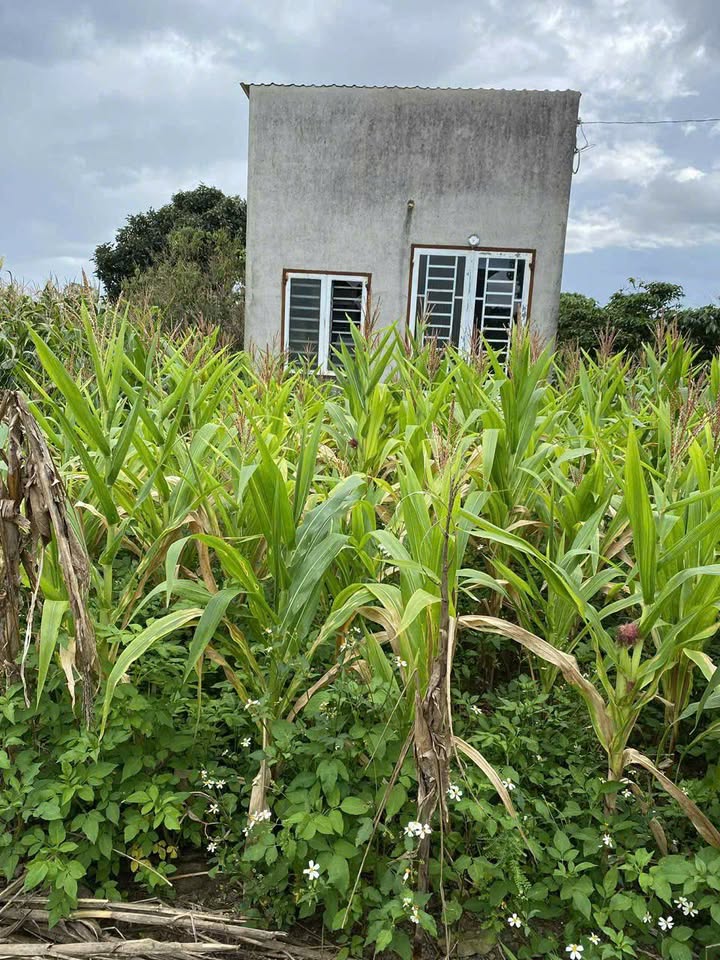 Đất nền Tân Hội Đức Trọng 444m² giá 850 triệu - Cơ hội đầu tư hấp dẫn!