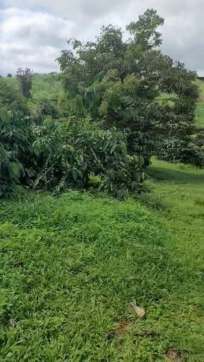 Đất nền Nâm N'Jang, Đắk Song 75.000m² giá 9 tỷ - Cơ hội đầu tư vàng!