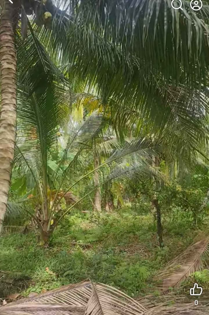 Đất vườn dừa 4.000m² tại xã Lương Phú, giá chỉ 2 tỷ - Cơ hội đầu tư sinh lời!