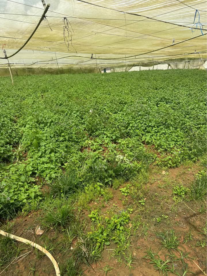 Đất thổ cư Ka Đô 3.500m² giá 3.5 tỷ - Sẵn sàng cho mọi dự án!