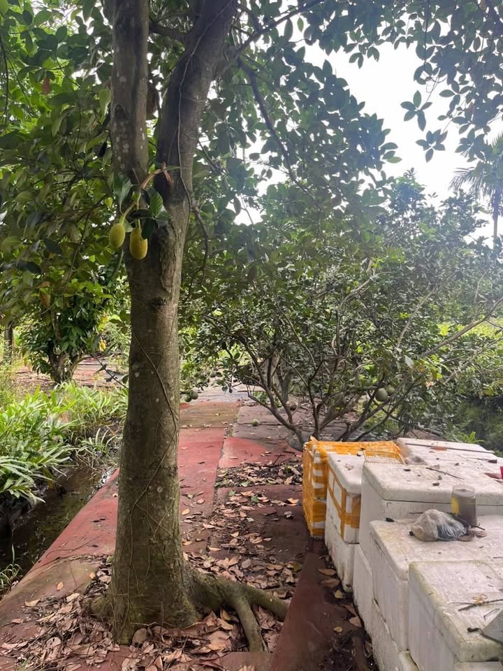 Đất Cây Keo, Tam Bình, Thủ Đức 3004m² giá 9.2 tỷ - Sổ riêng chính chủ!