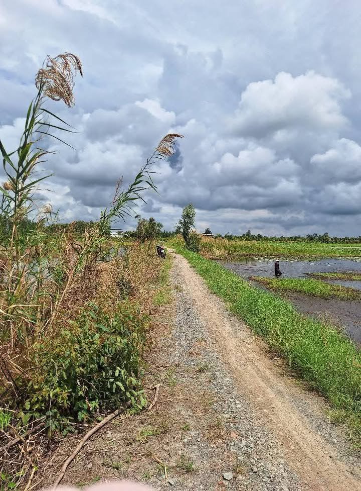 Đất nền 2700m² tại xã Tân Bình, Tân Thạnh - Giá chỉ 810 triệu