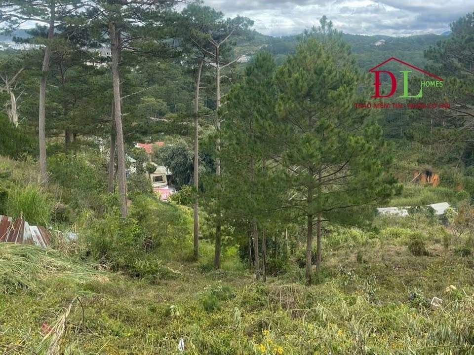 Đất nền Đà Lạt 1.092m² giá 35 tỷ - View rừng thông nguyên sinh tuyệt đẹp!