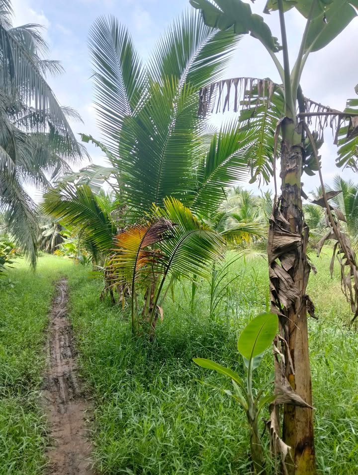 Đất vườn dừa 2000m² Tân Thanh, Giồng Trôm - Giá chỉ 650 triệu