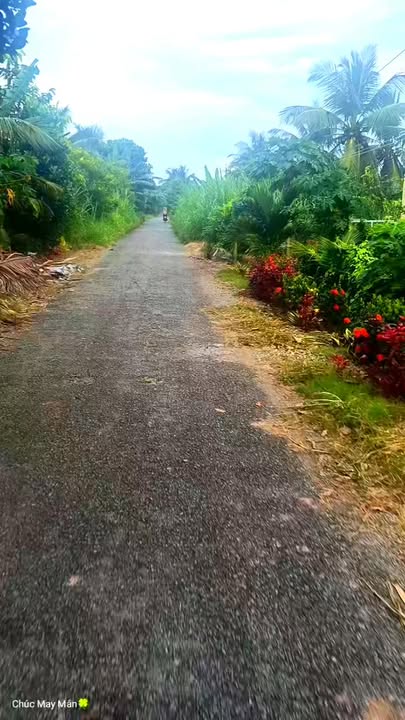 Đất mặt tiền đường nhựa Tân Mỹ, Ba Tri, Bến Tre 1300m² chỉ 850 triệu - Cơ hội đầu tư hấp dẫn!