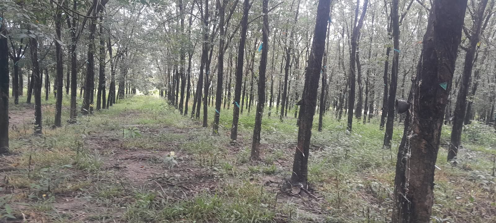 Đất nền Tân Tiến Bù Đốp 10.171m² giá 2.1 tỷ - Đầu tư sinh lời tiềm năng!