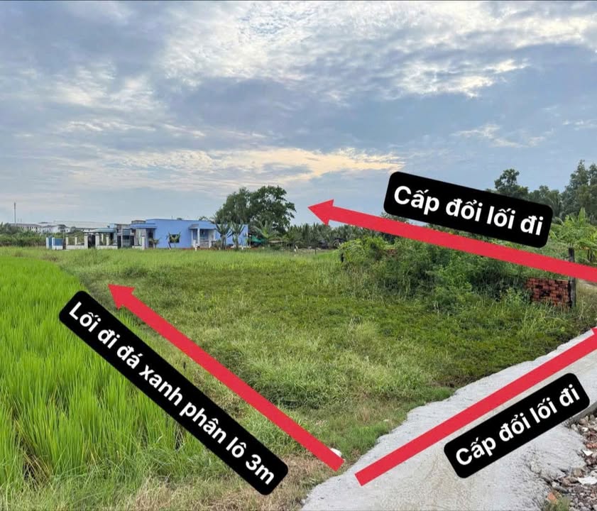 Đất vườn 650m² xã Phước Lý, Cần Giuộc - Giá chỉ 800 triệu!