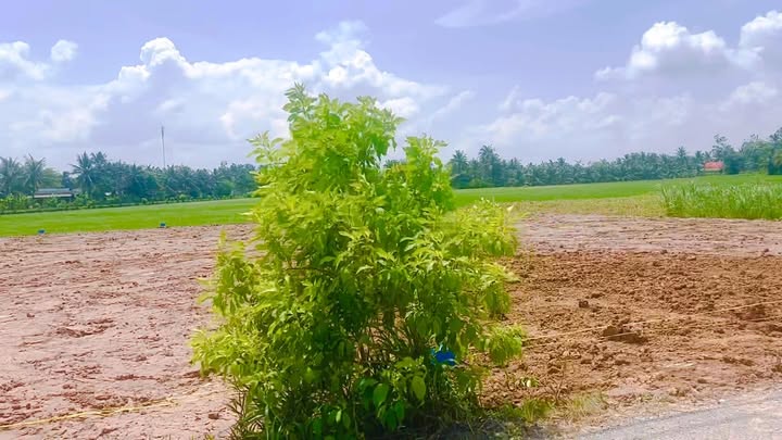 Đất nền 210m² tại Ấp Thới An B, Gò Công Tây - Giá chỉ 460 triệu - Đầu tư sinh lời ngay!