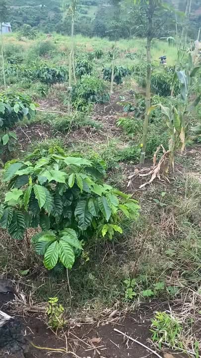 Đất nền 28800m² xã Bân Nung, Krông Nô giá 350 triệu - Cơ hội đầu tư tuyệt vời!