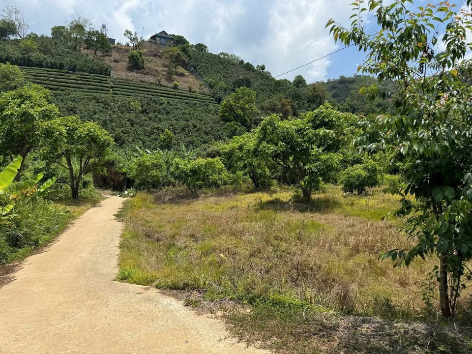 Đất nền Phường Xuân Trường Đà Lạt 935m² giá 1,5 tỷ - Đầu tư sinh lời và định cư lý tưởng!