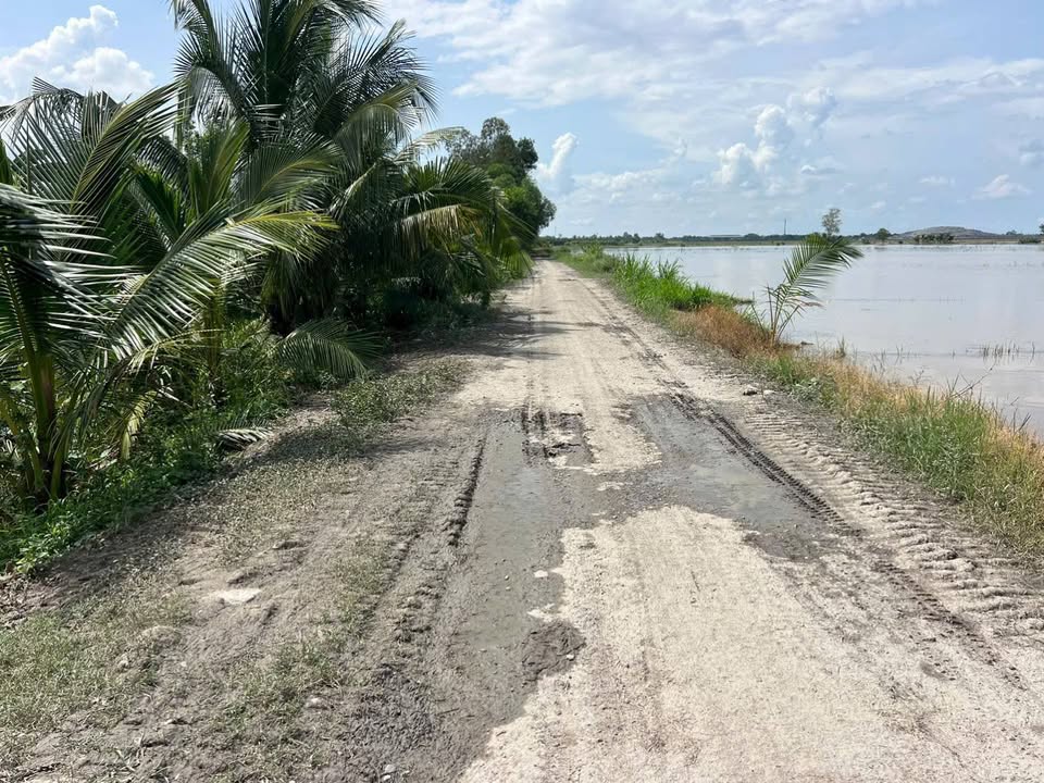 Đất mặt tiền cực đẹp 8000m² tại xã Hòa Phú, Vĩnh Long - Giá chỉ 3,5 tỷ!