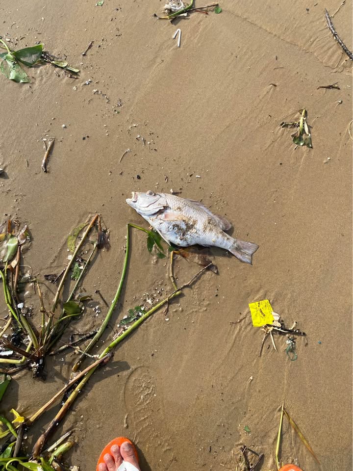 Nhà nguyên căn Trần Phú, Quy Nhơn 46m² giá 14 triệu - Sẵn sàng cho thuê ngay!