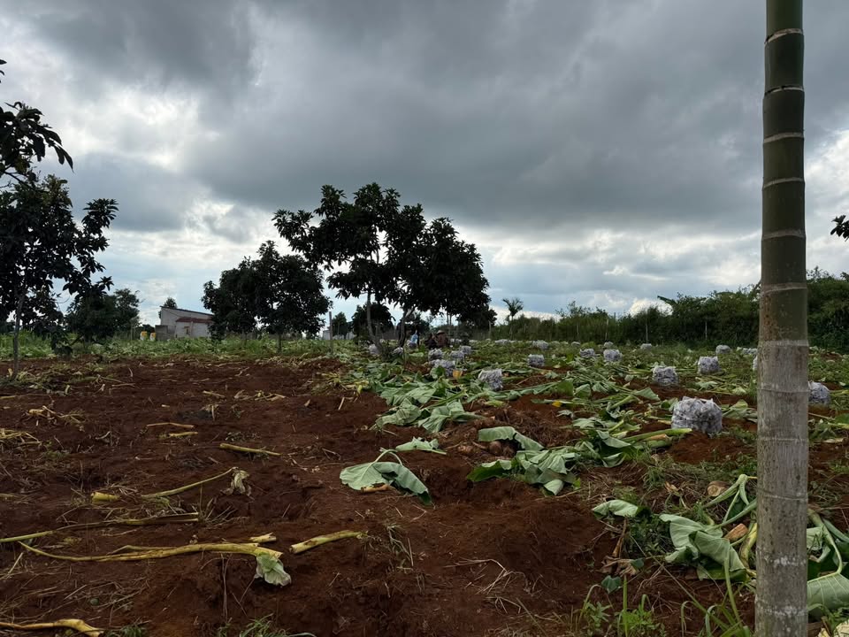 Đất nền xã Nam Jang 20.000m² giá 2.5 tỷ - Sổ đỏ chính chủ!