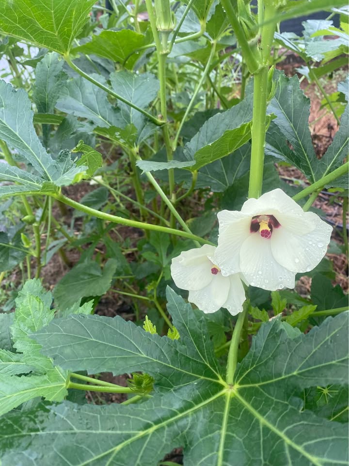 Đất vườn 750m² Hiệp Thuận, Phúc Thọ - Kinh doanh sầm uất giá 1.x tỷ