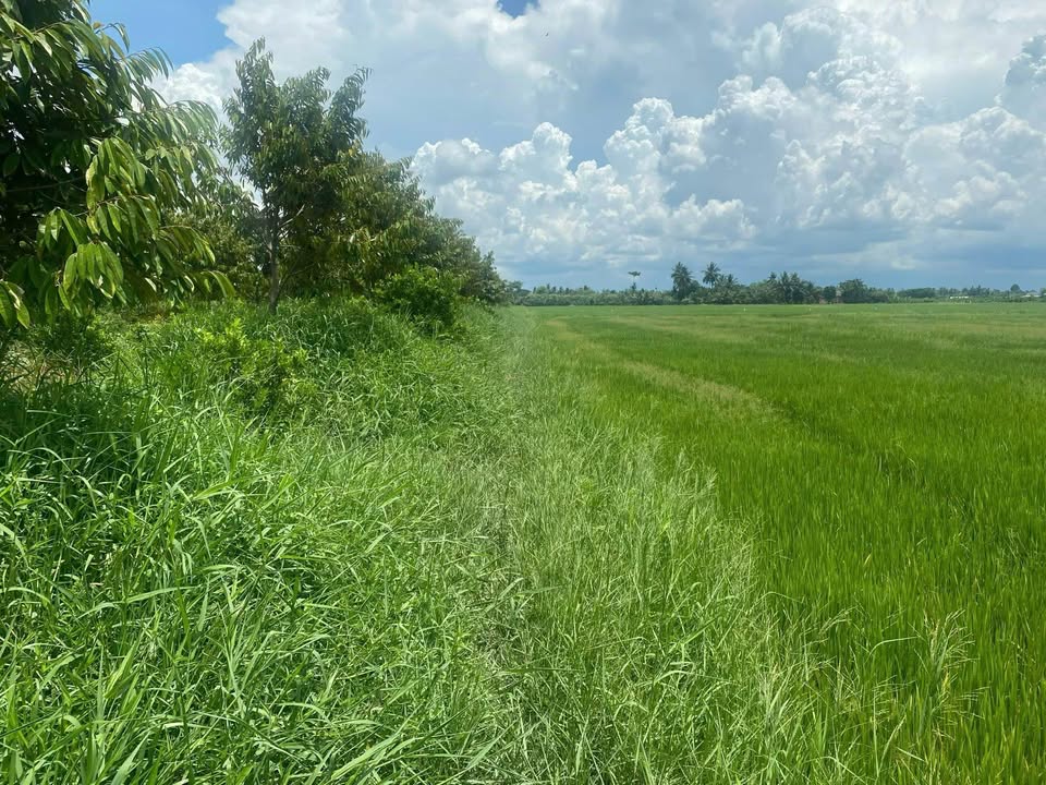 Đất nền 7 công tại Bình Phước - Giá chỉ 1.5 tỷ - Cơ hội đầu tư tuyệt vời!